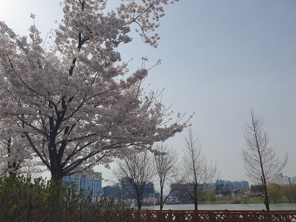 White and pink cherry blossoms bloom on a branch against a clear blue sky.