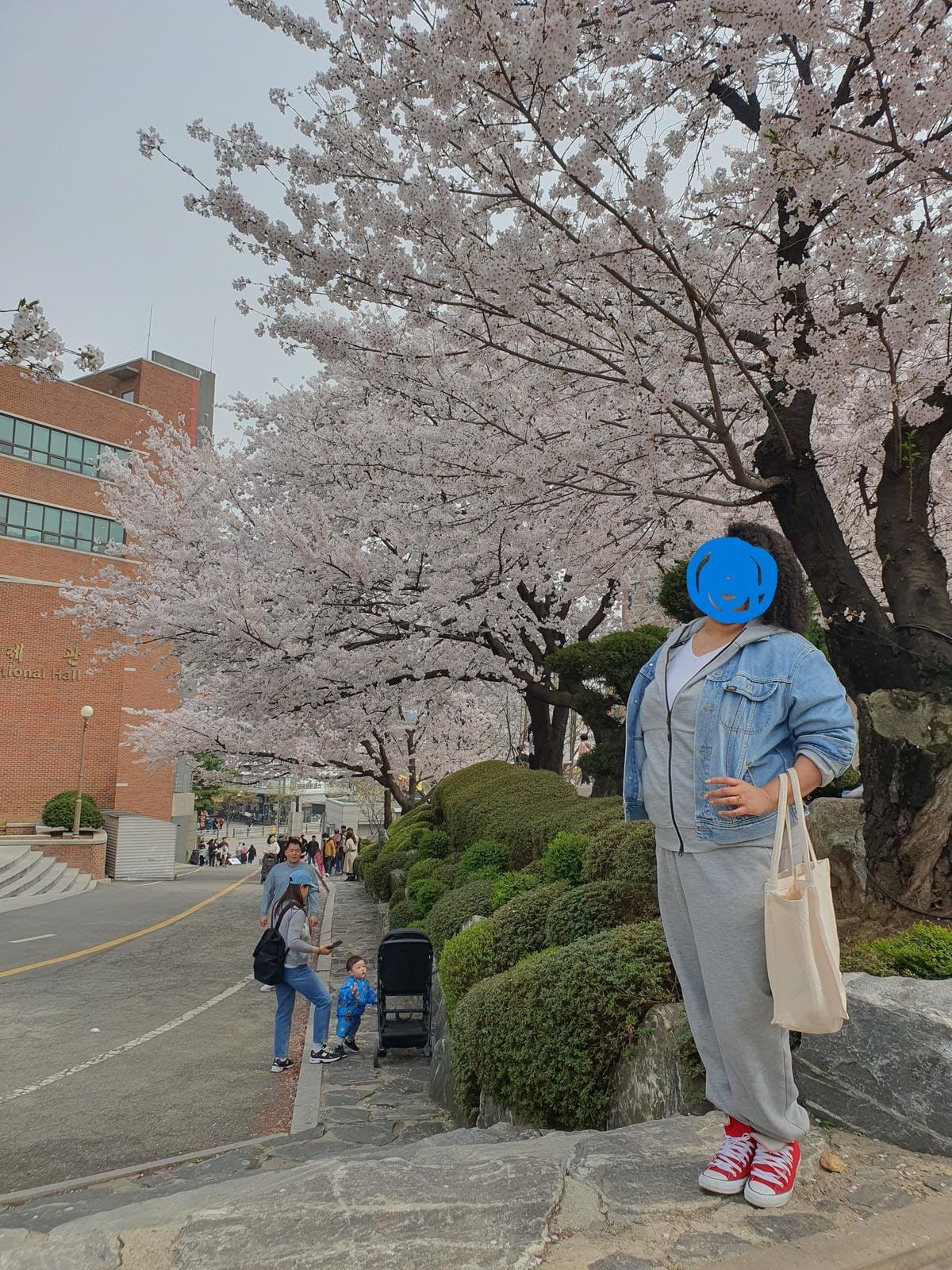 A person stands in front of a multi-story stone university building framed by pink cherry blossom trees.