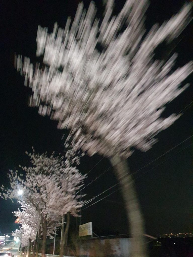 Pyeongtaek cherry blossom festival night view