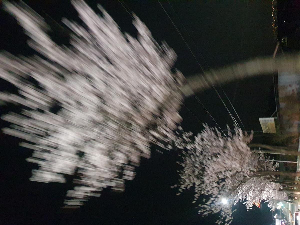 A close-up, out-of-focus shot shows pink and white cherry blossom petals.