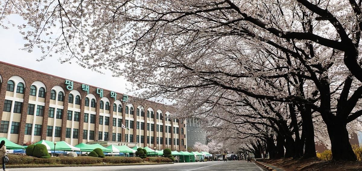 A wide shot shows the Pyeongtaek University main building with a clock tower surrounded by blooming cherry blossoms and a green lawn.