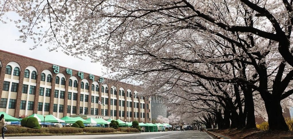 만개한 벚꽃과 푸른 잔디에 둘러싸인 평택대학교 본관과 시계탑을 담은 전경 사진.