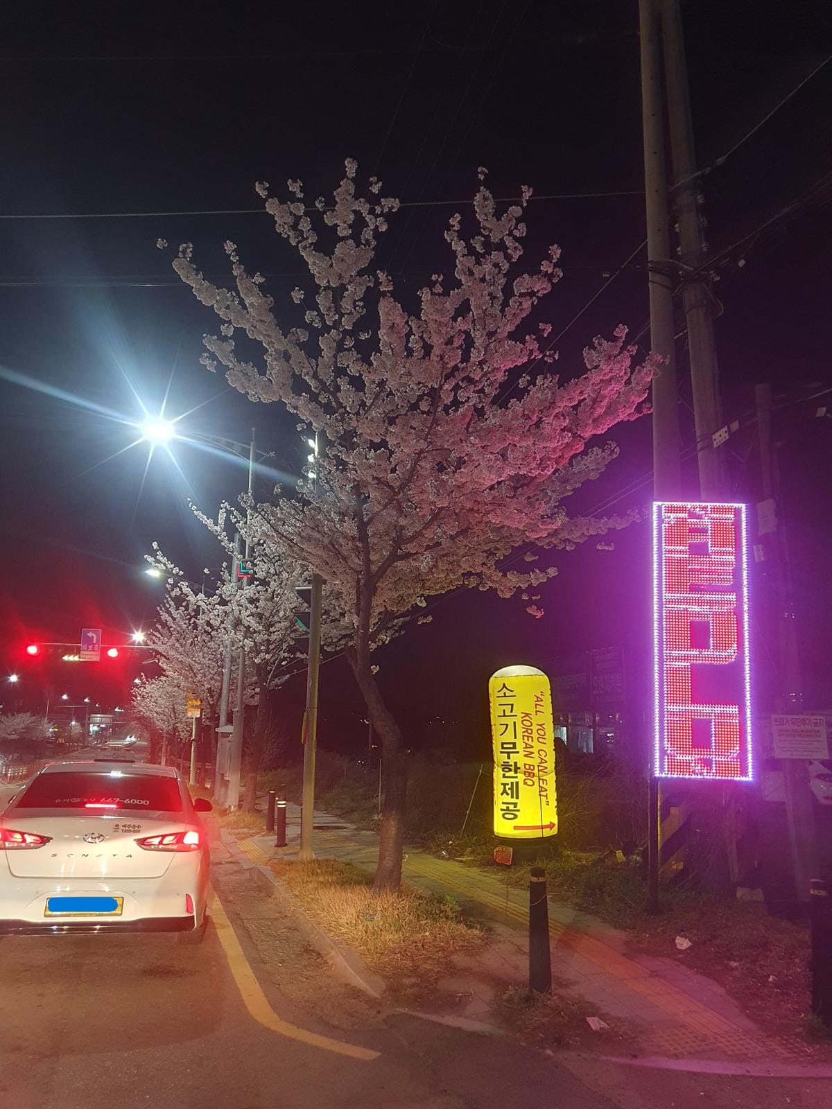 A paved driveway at night is illuminated by streetlights and lined with glowing white cherry blossom trees.