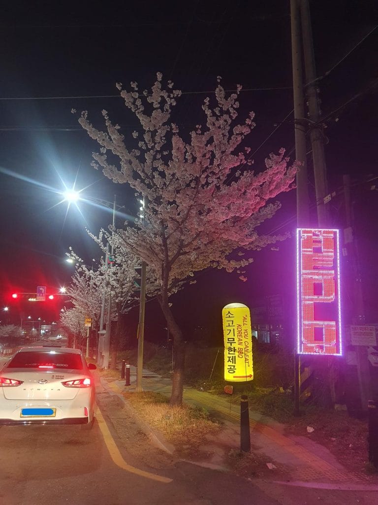 밤에 가로등 불빛이 비추는 포장도로를 따라 하얗게 빛나는 벚꽃나무들이 늘어서 있다.
