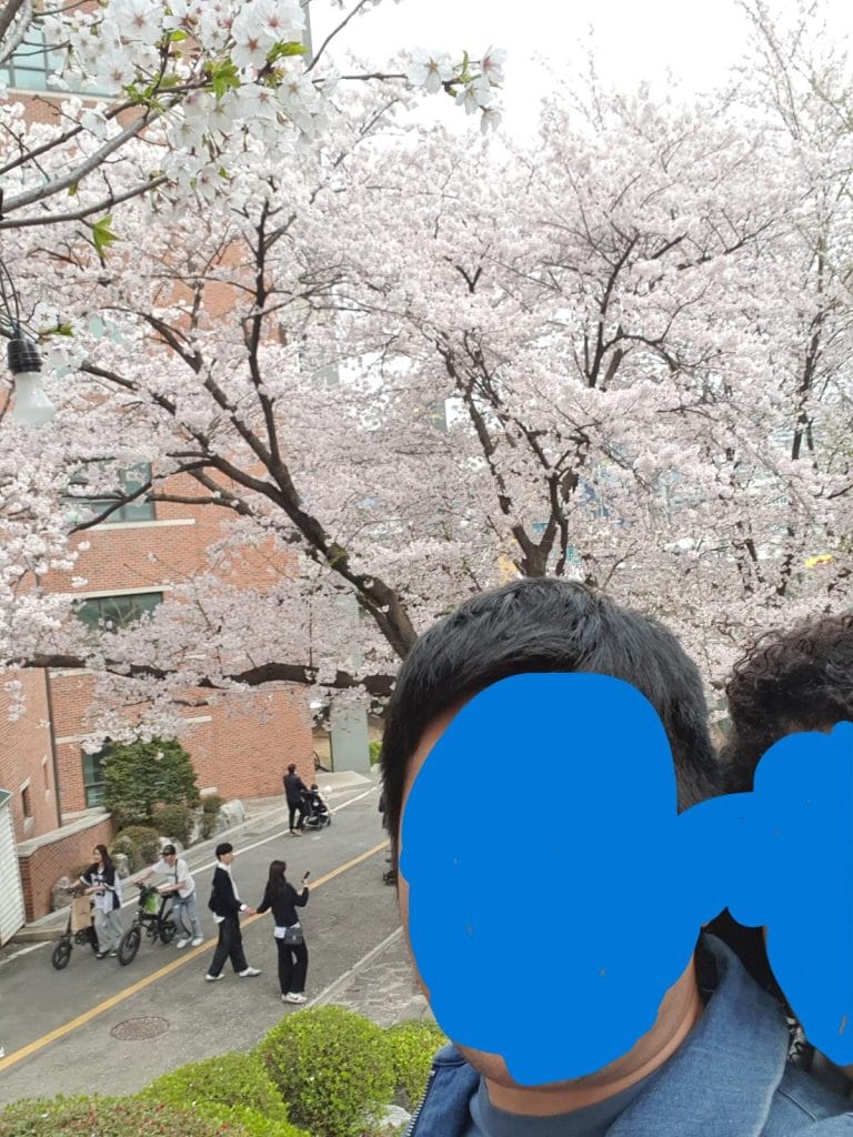 만개한 벚꽃 가지를 앞에 두고 남성과 여성이 야외에서 나란히 서 있다.