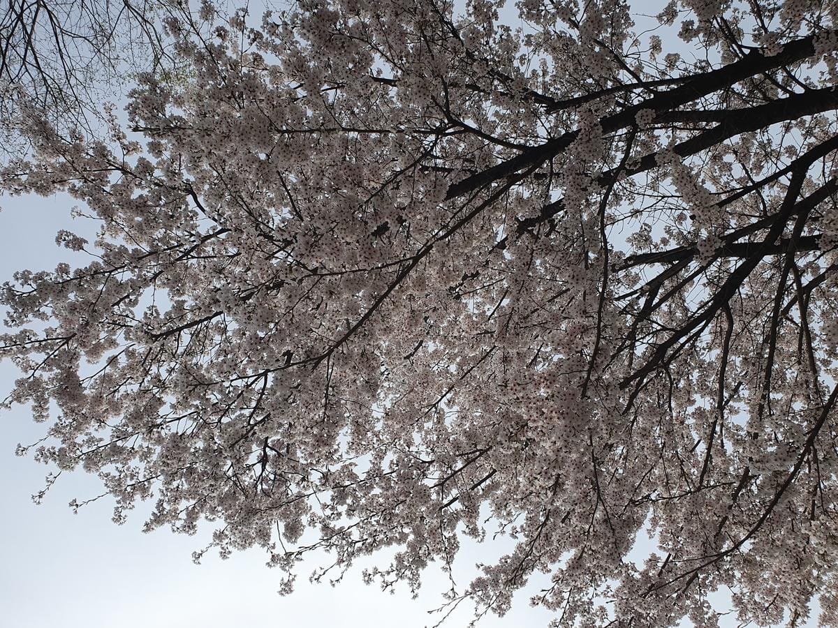 Multiple cherry blossom trees in full bloom line a walkway next to a grassy area.