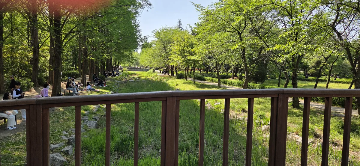 A lush stream at Mulhyanggi Arboretum Osan stroller baby walk, taken from a pedestrian bridge.