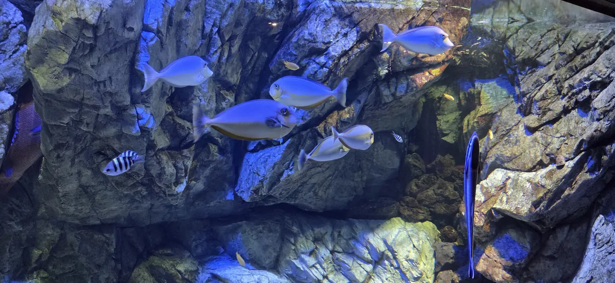 A colorful fish swimming gracefully, part of the Gwanggyo Aquaplanet interactive exhibits.