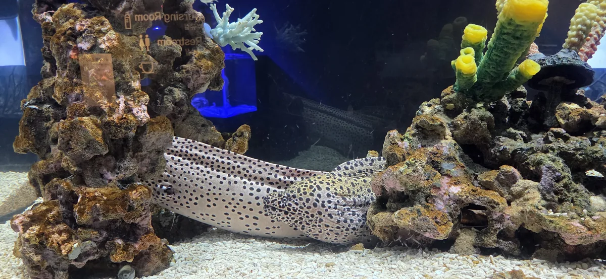 Large, diverse fish swim in a huge tank, like other Gwanggyo Lake Park attractions.