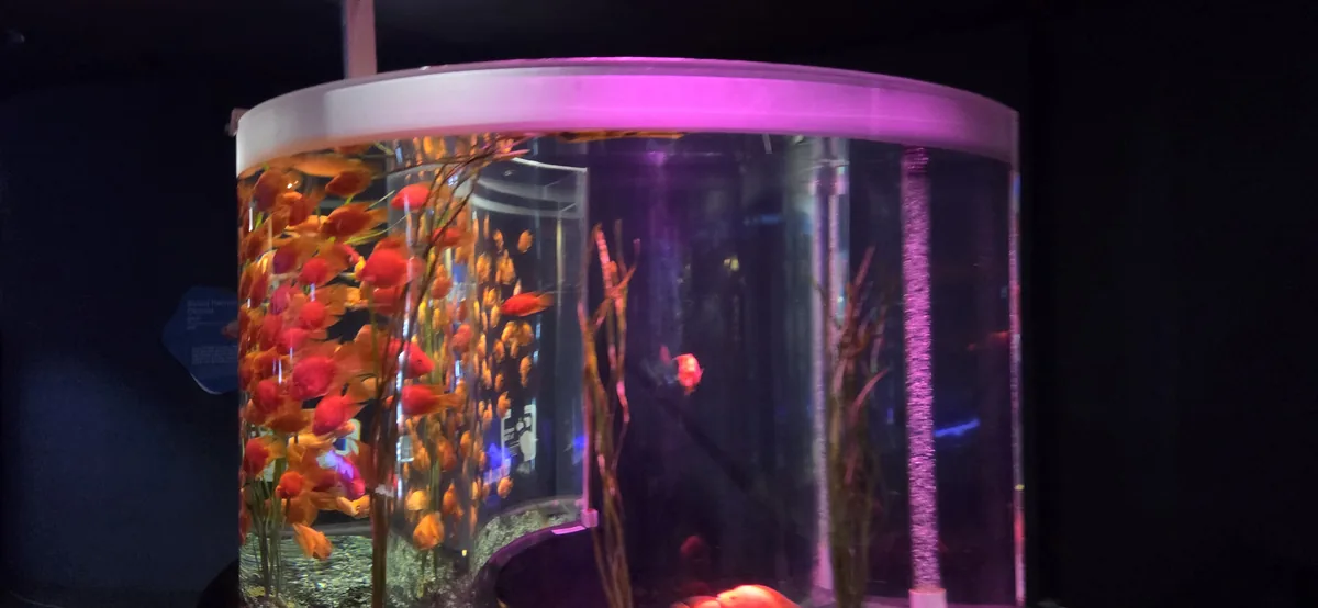 A school of vibrant red fish, similar to other Gwanggyo Lake Park attractions.
