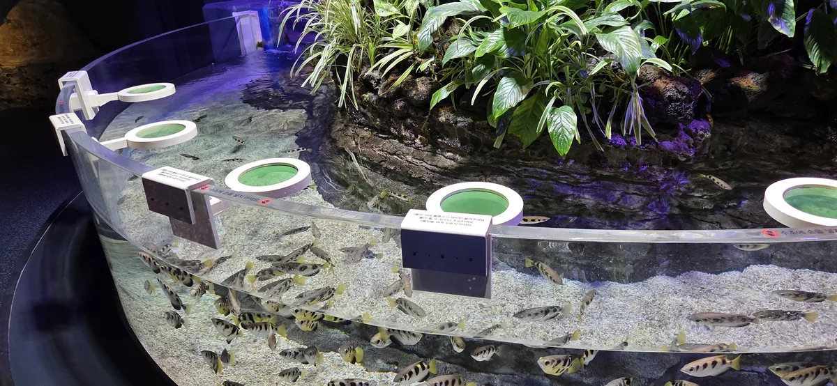 Children feeding fish from a tank, a fun baby friendly activities Gwanggyo option.