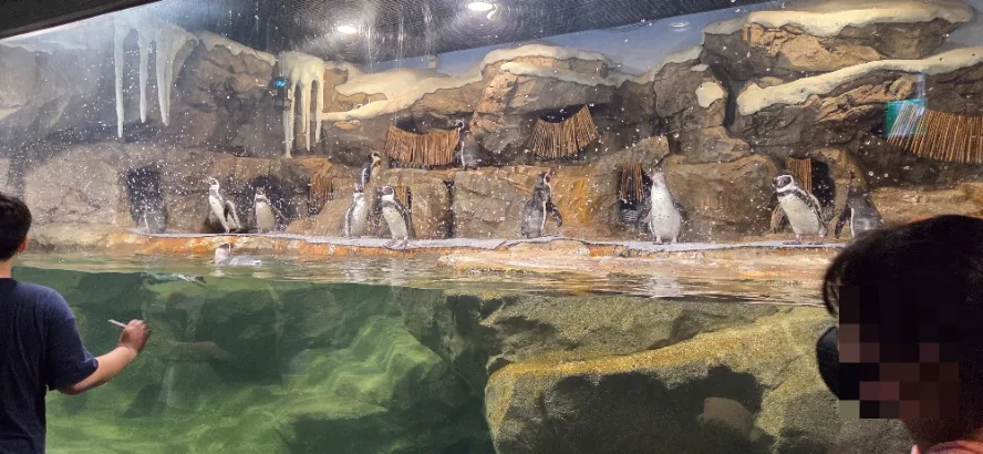 Playful penguins waddling and swimming, a highlight of Gwanggyo Aquaplanet interactive exhibits.