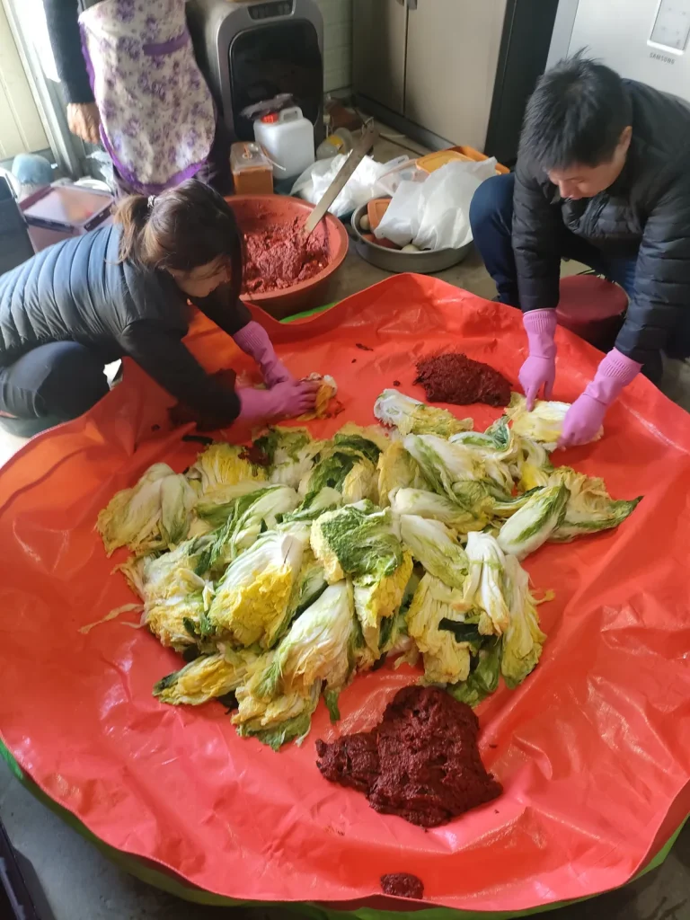 분홍색 고무장갑을 끼고 배추에 양념을 버무리는 다문화 가족 김장 현장.