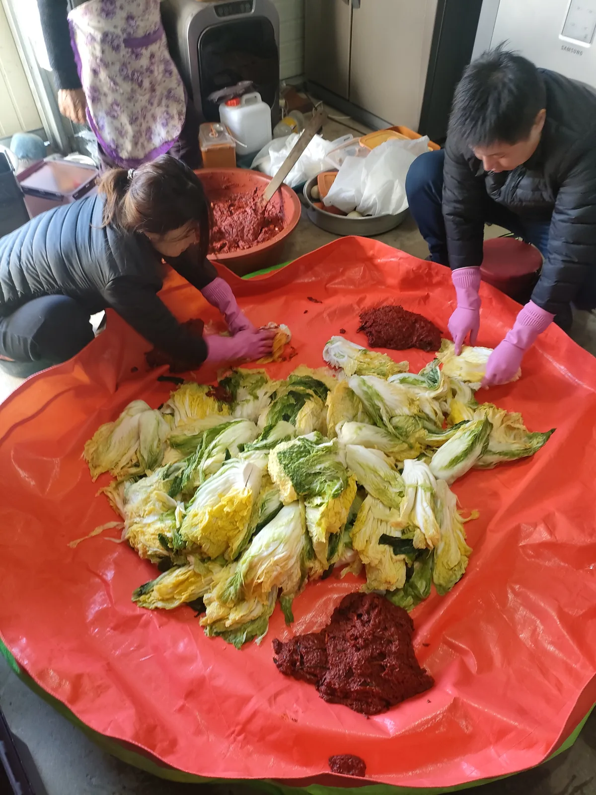 Family members wearing pink rubber gloves mixing paste into cabbage for a kimjang kimchi family tradition expat korea.