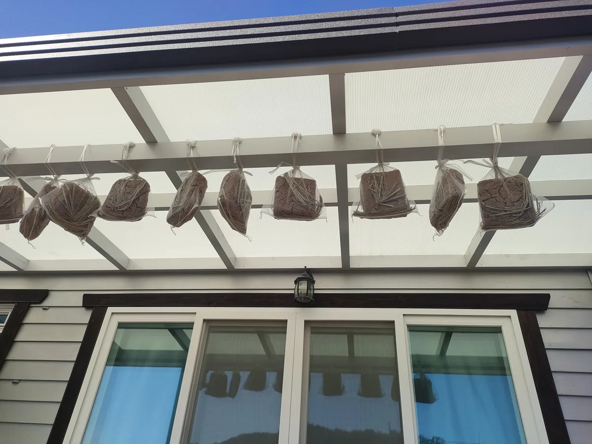 Traditional fermented soybean blocks called meju hanging under a roof during kimjang kimchi family tradition expat korea season.